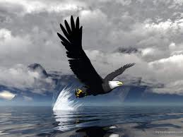 aguia voando